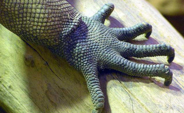 I rettili da compagnia 1171 0 rettili da compagnia_ok